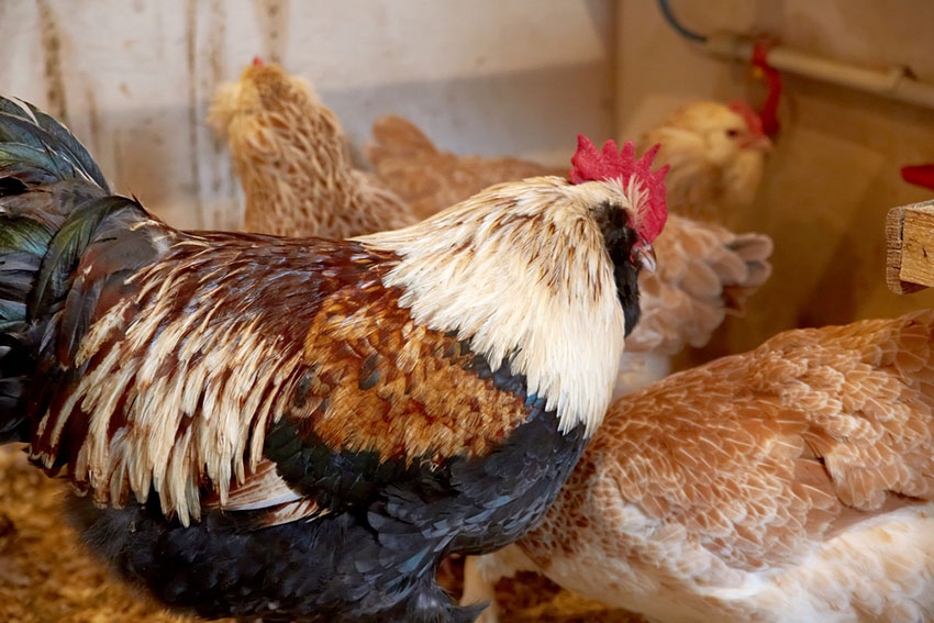 Keeping Chickens in California, Colorado, Laws About